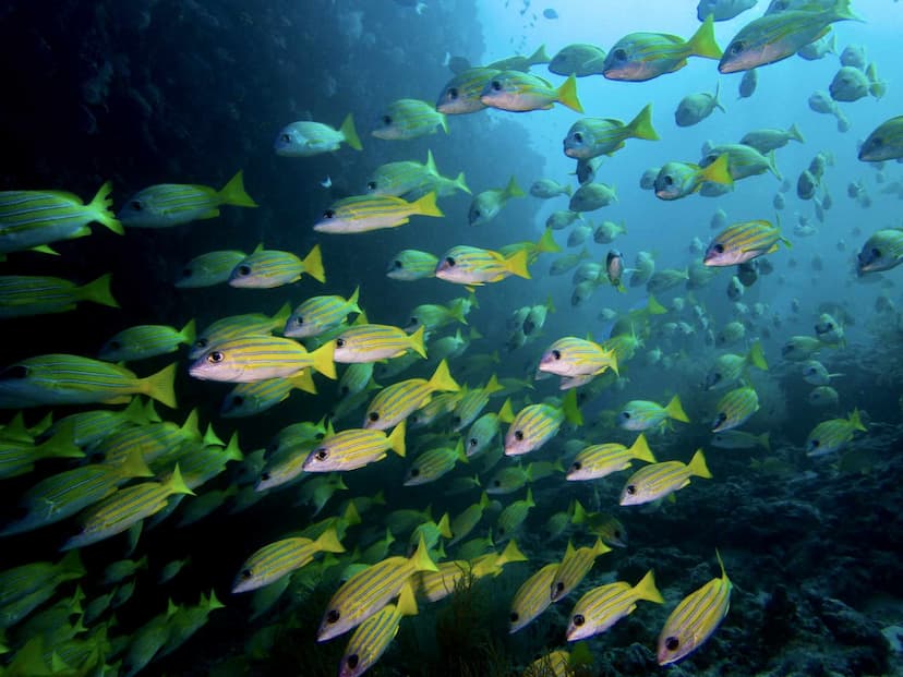 College of Marine Sciences and Aquatic Biology